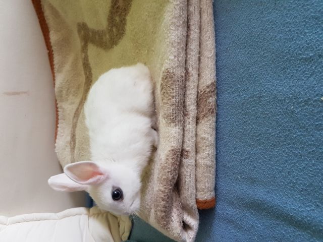 Süße Kaninchen Jungs / Hermelin Mix  - Hasen Kaninchen - Rostock