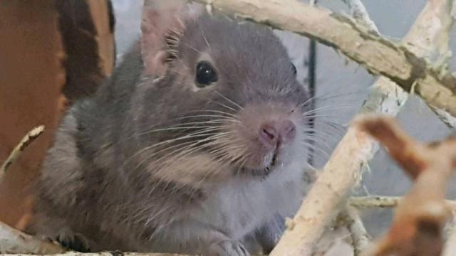 Degu Männchen Grau zu verschenken - Nagetiere Allgemein - Schallstadt