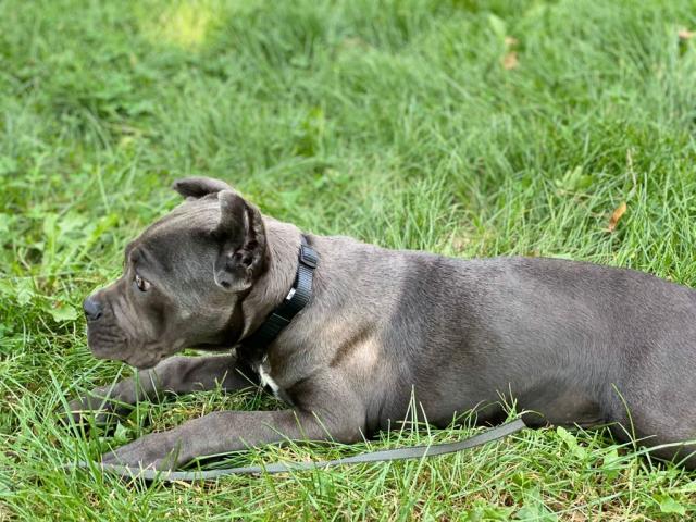 Cane Corso Welpe Reinrassig  - Hunde - Ludwigshafen 