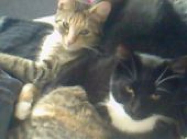 2 J. Katzenpärchen suchen dringend ein neues Zuhause - Katzen - Gronau