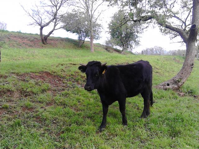 Dexter-Rind zur Zucht - Nutztiere - Eschwege OT Oberdünzebach