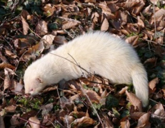 Jagdfrettchen - Frettchen - Wallenhorst Jagdfrettchen - Frettchen - Wallenhorst