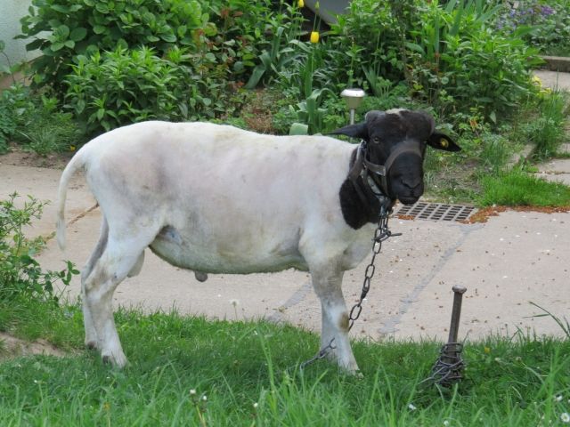 Dorperschafbock - Nutztiere - Reichenbach