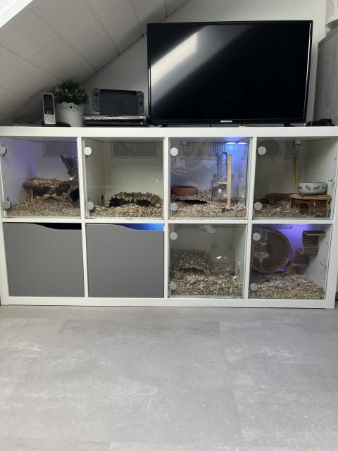 3 Rennmäuse mit eigenem zu Hause  - Nagetiere Allgemein - Lünen