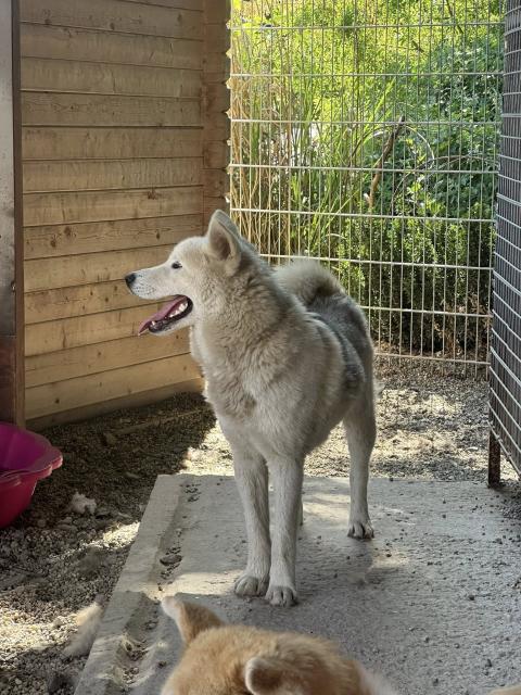 Machigai - freundlich, aktiv - Hunde - Nova Bana