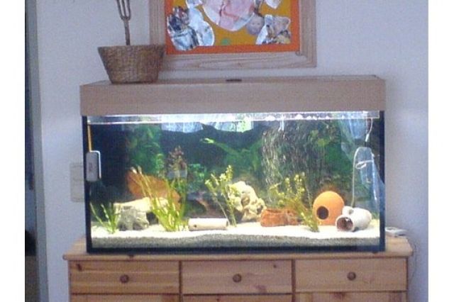 Verkaufe wegen umzug mein 200 lieter becken   - Aquarien und Zubehoer - Köln