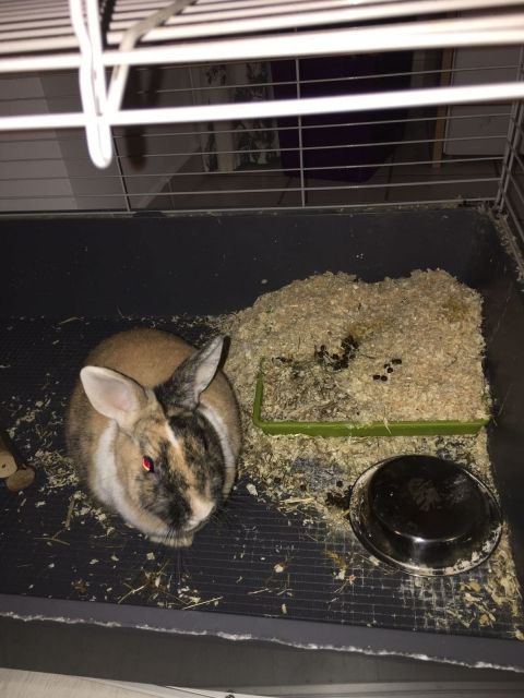 Zwergkaninchen - Nagetiere Allgemein - Berlin