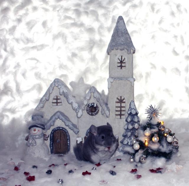 Chinchillas - viele Jungtiere suchen ein Zuhause - Nagetiere Allgemein - Eugendorf