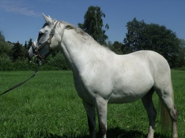 Pony Wallach zu Verkaufen - Pferde - Hanhofen