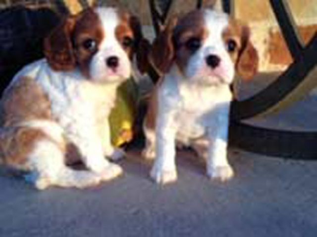 Süße Cavalier King Charles Spaniel Babys - Hunde - Frankfurt