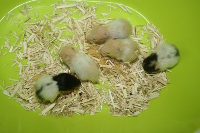 Teddyhamster - Hamster - Friedberg