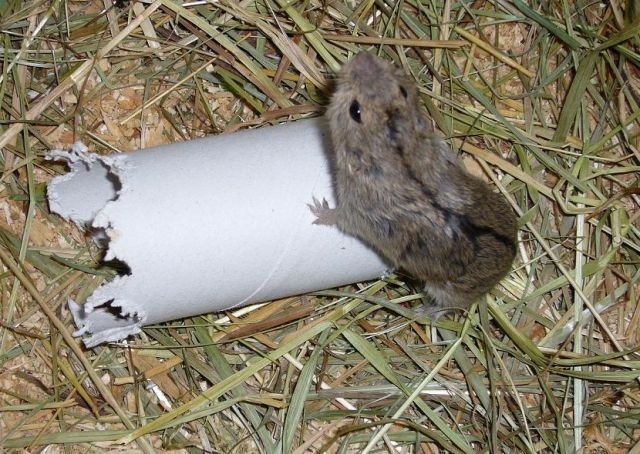 Junge Lemminge abzugeben, handzahm - Nagetiere Allgemein - Ehingen