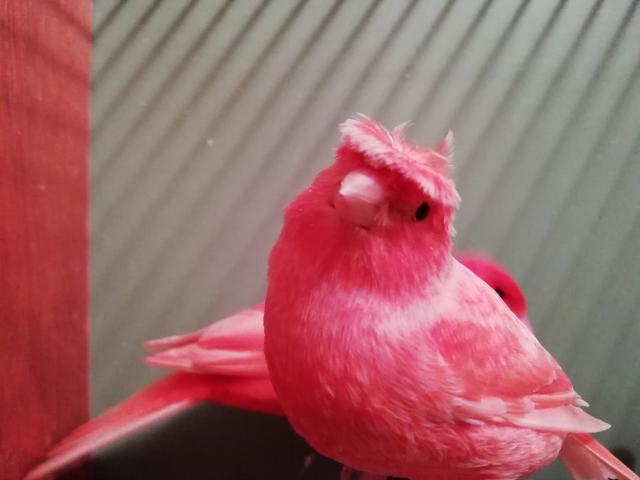 Kanarienvögel  - Voegel - Melsungen