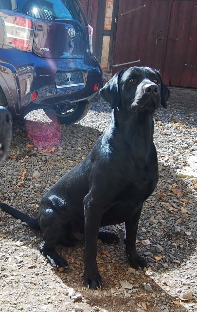 Labrador Rüde vermisst - Entlaufen Zugelaufen - Nobitz