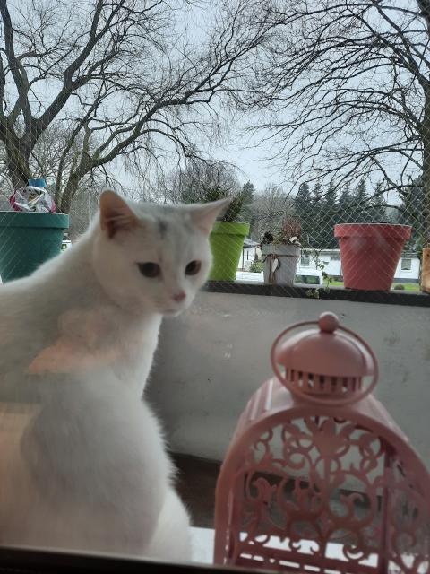 Kater / Siam Mix / 7 Monate - Katzen - Herne