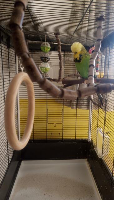 Wellensittich Leo sucht neues Zuhause - Voegel - Wattens