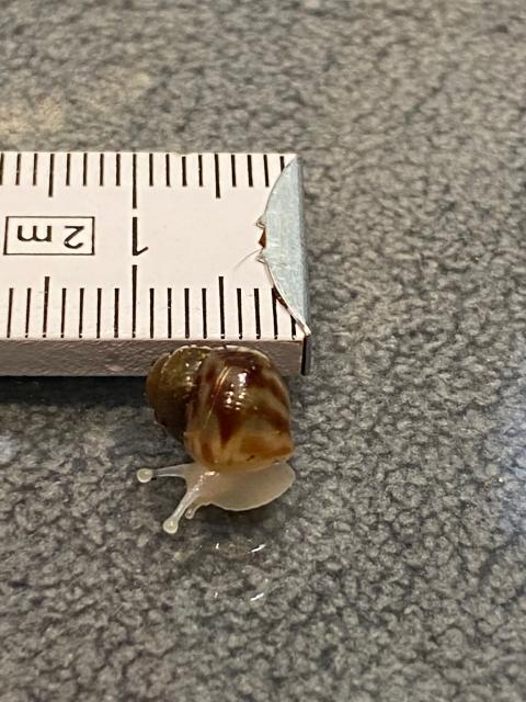 Lissachatina fulica / Lissachatina reticulata ,, White Jade ,, - Sonstiges - Hille