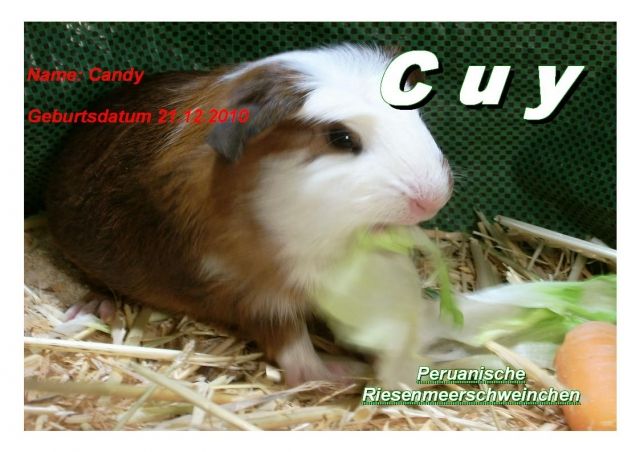 Junge peruanische Riesenmeerschweinchen   C U Y   - Meerschweinchen - Merching