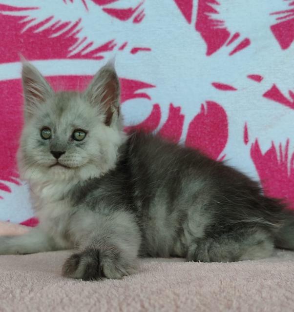 Wunderschöne, reinrassige Maine-Coon Kitten - Katzen - Hamburg