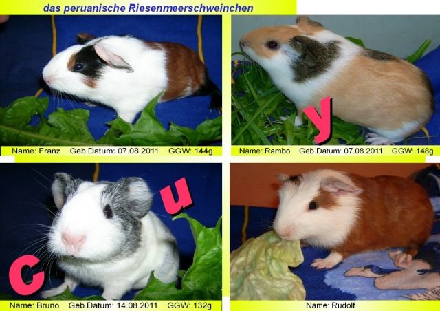 Junge Riesenmeerschweinchen   CUY     - Meerschweinchen - Merching