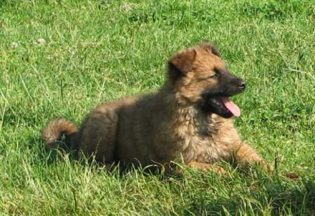 Verkaufe 9 Wochen alten Altdeutschen Schäferhundrüden - Hunde - Eilenburg