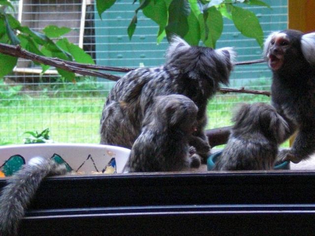 Weissbüschelohräffchen - Weibchen - 2 Jahre alt - Haustiere - Mühlhausen