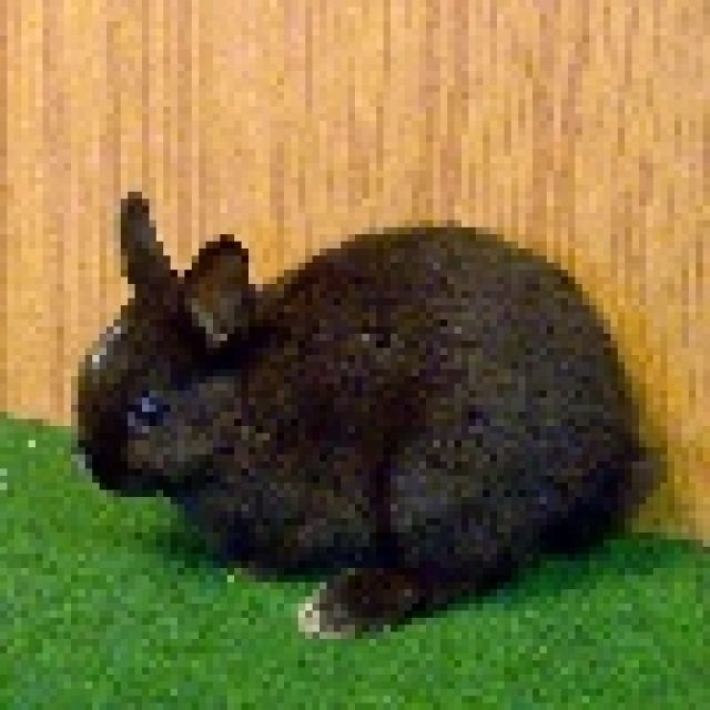 6 Wochen alte Zwergkaninchen zu verkaufen - Hasen Kaninchen - Rostock