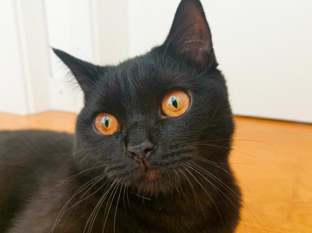 Kater BKH - schwarz/dunkelbraun - 8 Monate alt - Katzen - Icking