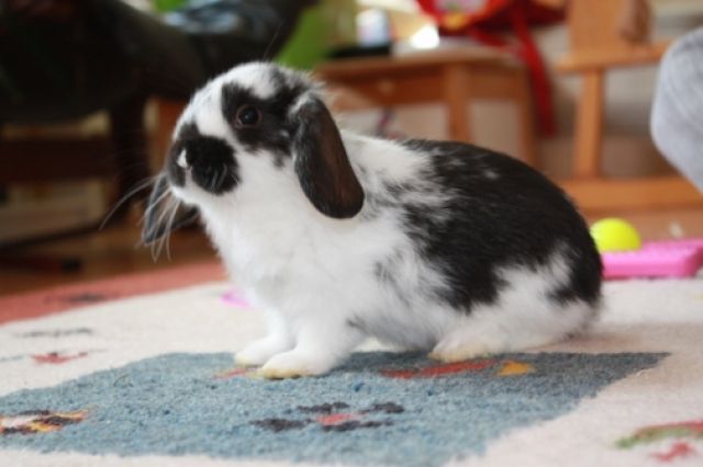 Kleiner Zwergwidderrammler - Hasen Kaninchen - Gauting