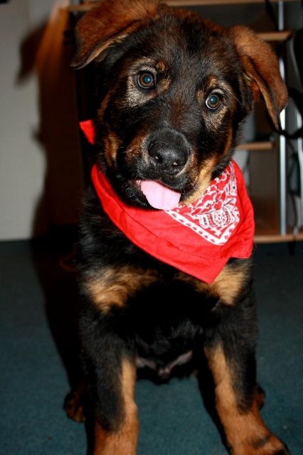 Mischlings Welpe zu vermitteln  - Hunde - München