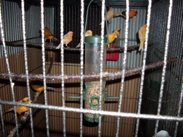 Kanarienvögel - Voegel - Neuhaus-Schierschnitz