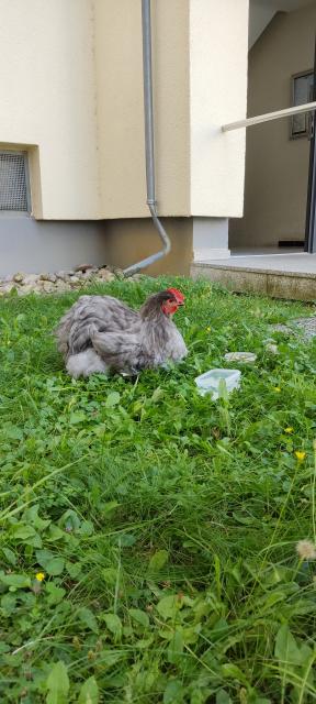 Dringend!!! HEMMINGEN, WÜRTTEMBERG, Wunderschöner 7 Monate alter Mix Hahn abzuge - Nutztiere - Hemmingen 