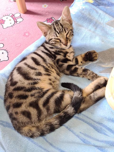 Bengal Kitten sucht ab sofort neues Zuhause geimpft gehchipt mehrfach entwurmt 1 - Katzen - Berlin