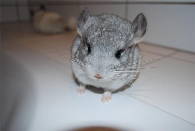 CHINCHILLABABYS - Nagetiere Allgemein - Nürnberg