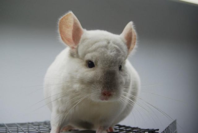 Chinchilla Beige Schecke  - Nagetiere Allgemein - Schwabach