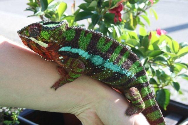 Pantherchamäleons - Furcifer pardalis  ambilobe  NZ 07/10 - Reptilien - Karlsruhe