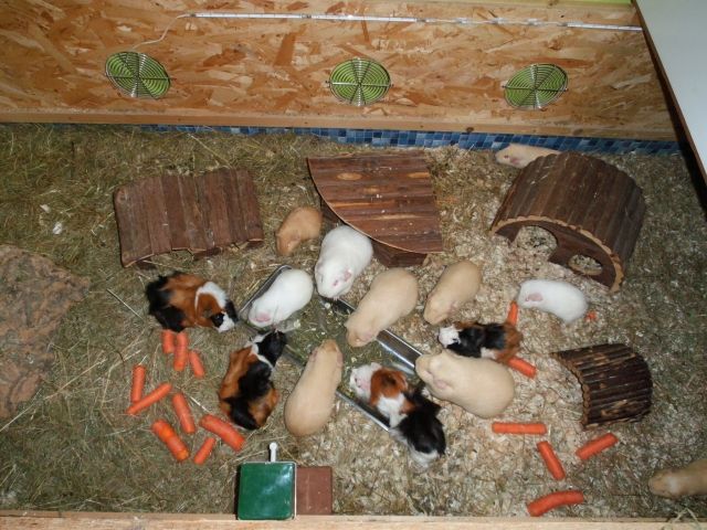 Meerschweinchen aus Hobbyzucht abzugeben - Meerschweinchen - Herborn