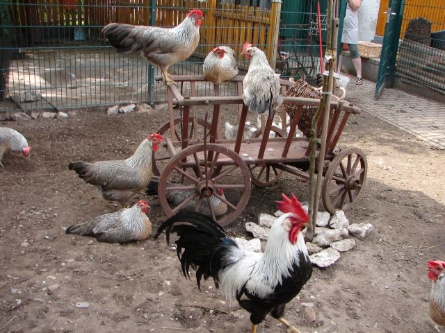 Bruteier und Küken von silberfarbigen Italienern - Nutztiere - Roßleben