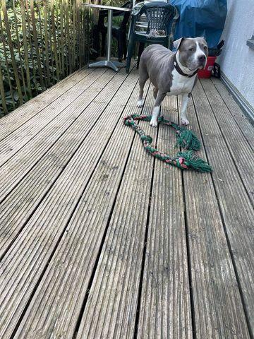 Amercian Staffordshine Bullterrier Dame sucht ein neues Zuhause - Hunde - Schneverdingen
