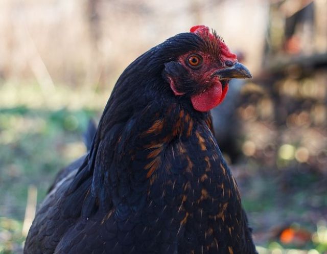 Arucana Hühner Aus Nachzucht Orginal Rasse , Geflügel zu verkaufen - Nutztiere - LAUPHEIM