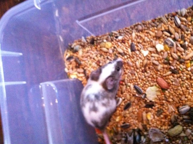 Schöne Farbmäuse abzugeben  - Maeuse - Reichshof