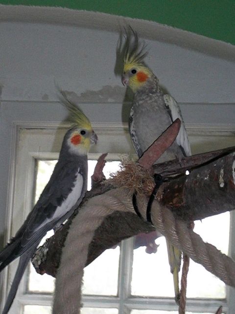 Nymphensittich - Voegel - berlin