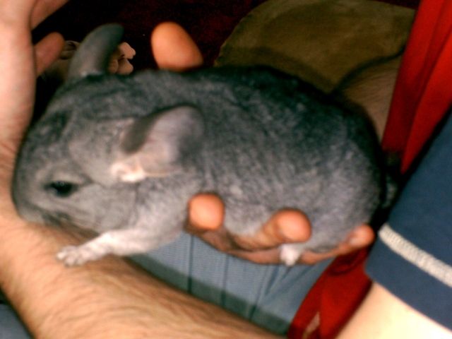 Junges Chinchilla abzugeben - Sonst Nagetiere - Dippach