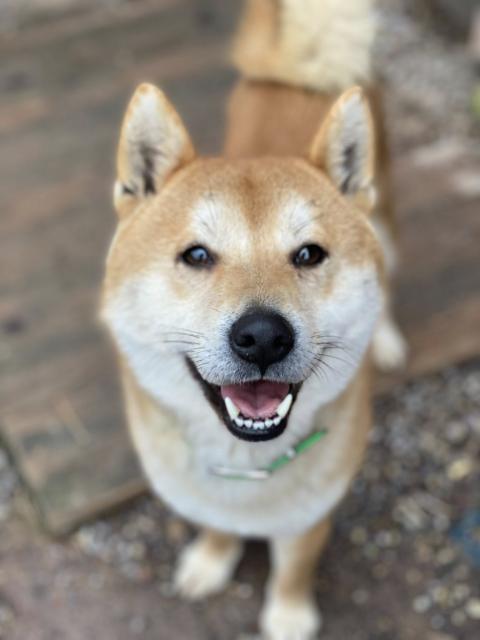 Isamu - freundlich, menschenbezogen - Hunde - Nova Bana