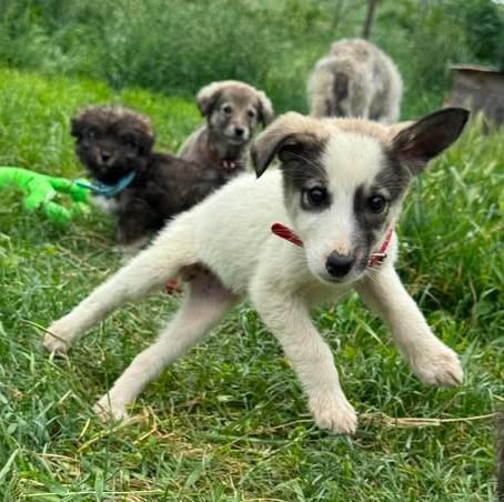 Elisa - ein hübsches Welpenkind voller Leben und Liebe - Hunde - Königsbach-Stein 