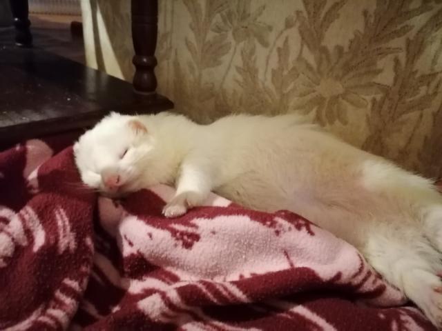 Zwei Frettchen suchen Kuschelpartner - Frettchen - Berlin