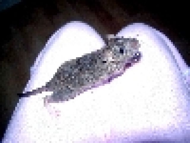 Rattenbabys (normal /rex /dumbo) zu verkaufen - Ratten - Leichlingen