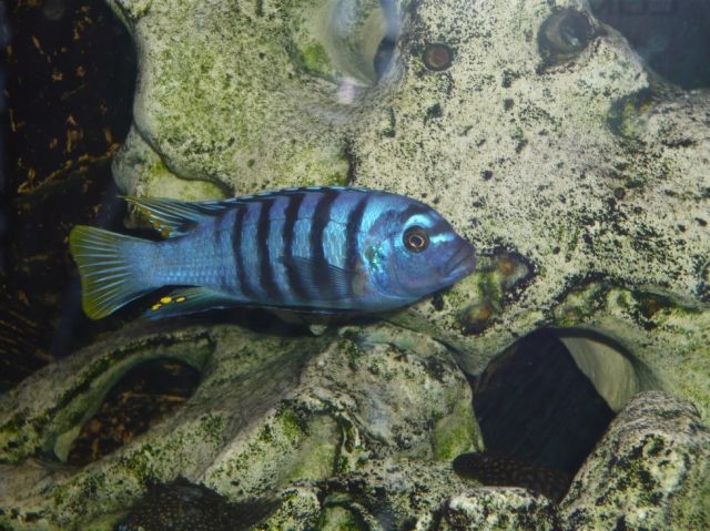 Chiliden,Malawi-Buntbarsche - Fische - Sindelfingen
