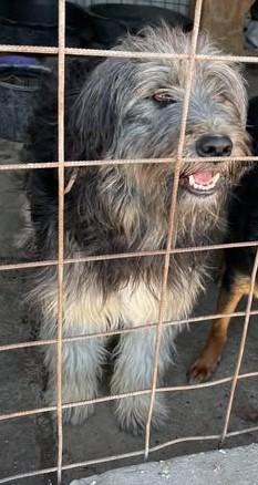 Oliver - Einzelprinz Oliver will geliebt werden - Hunde - Königsbach-Stein 