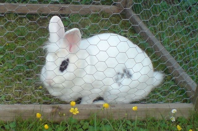 Hase zu Verschenken bzw. abzugeben - Hasen Kaninchen - Gössenheim